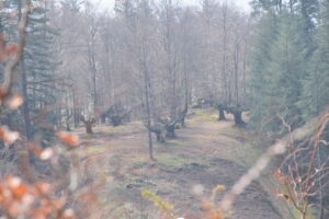 IRUKURUTZETA FUNDAZIOA