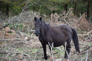 IRUKURUTZETA FUNDAZIOA